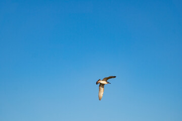 Obraz premium Seagull flies in blue cloudless summer sky