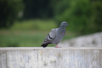 Indian Pigeon OR Rock Dove - The rock dove, rock pigeon, or common pigeon is a member of the bird family Columbidae. In common usage, this bird is often simply referred to as the 