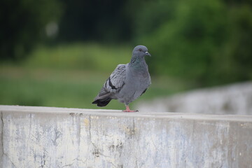 Indian Pigeon OR Rock Dove - The rock dove, rock pigeon, or common pigeon is a member of the bird family Columbidae. In common usage, this bird is often simply referred to as the 