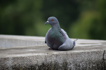 Indian Pigeon OR Rock Dove - The rock dove, rock pigeon, or common pigeon is a member of the bird family Columbidae. In common usage, this bird is often simply referred to as the 