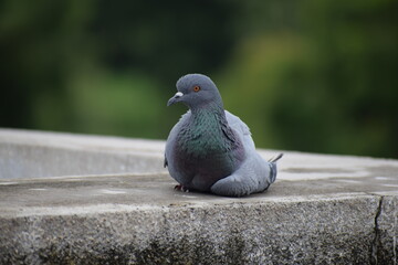 Obraz premium Indian Pigeon OR Rock Dove - The rock dove, rock pigeon, or common pigeon is a member of the bird family Columbidae. In common usage, this bird is often simply referred to as the 