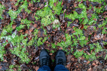 Male feet in blue pants and gray sports sneakers on the autumn asphalt with yellow fallen leaves and green moss. First-person view.