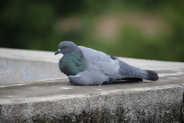 Indian Pigeon OR Rock Dove - The rock dove, rock pigeon, or common pigeon is a member of the bird family Columbidae. In common usage, this bird is often simply referred to as the 