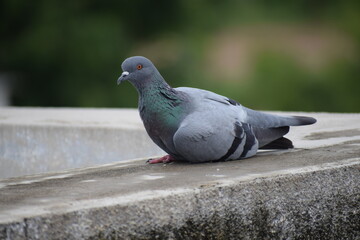 Indian Pigeon OR Rock Dove - The rock dove, rock pigeon, or common pigeon is a member of the bird family Columbidae. In common usage, this bird is often simply referred to as the 