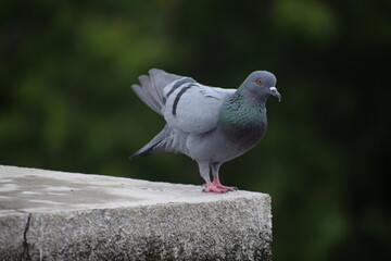 Indian Pigeon OR Rock Dove - The rock dove, rock pigeon, or common pigeon is a member of the bird family Columbidae. In common usage, this bird is often simply referred to as the 