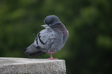 Indian Pigeon OR Rock Dove - The rock dove, rock pigeon, or common pigeon is a member of the bird family Columbidae. In common usage, this bird is often simply referred to as the 