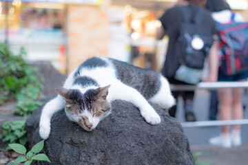 野良猫