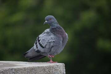 Indian Pigeon OR Rock Dove - The rock dove, rock pigeon, or common pigeon is a member of the bird family Columbidae. In common usage, this bird is often simply referred to as the "pigeon".
