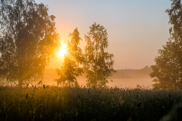 Fototapeta na wymiar Morning dawn among the trees in the field 