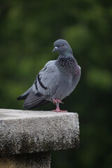 Indian Pigeon OR Rock Dove - The rock dove, rock pigeon, or common pigeon is a member of the bird family Columbidae. In common usage, this bird is often simply referred to as the 
