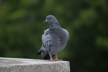 Indian Pigeon OR Rock Dove - The rock dove, rock pigeon, or common pigeon is a member of the bird family Columbidae. In common usage, this bird is often simply referred to as the 