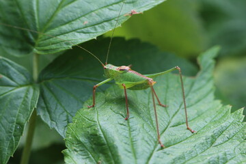 Zartschrecke - Leptophyes punctatissima - Männchen