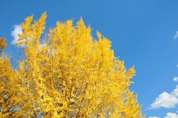 Fototapeta premium イチョウと青空