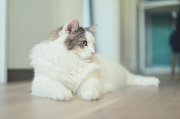 フローリングの床の上に座っている白猫