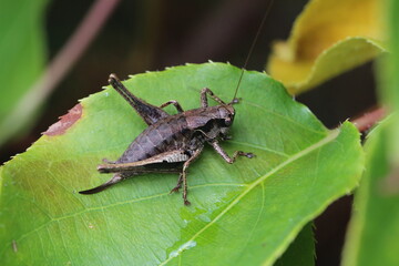 Gemeine Strauchschrecke - Pholidoptera griseoaptera