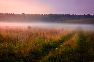 Fototapeta na wymiar morning mist in the meadow