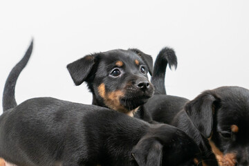 Three Jack Russell terrier puppies posing, white background. Selective focus