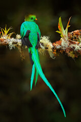 Resplendent Quetzal, Pharomachrus mocinno, from Nicaragua with blurred green forest in background. Magnificent sacred green and red bird. Detail portrait of Resplendent Quetzal.