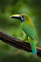 Blue-throated Toucanet, Aulacorhynchus caeruleogularis, green toucan in the nature habitat, mountains in Costa Rica. Wildlife scene from tropic forest. Green bird sitting on the branch.