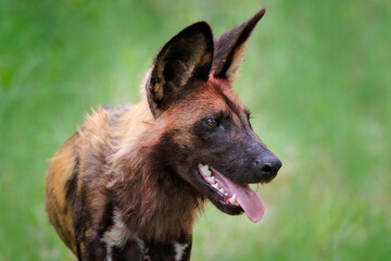 African wild dog, sitting in the green grass, Mana Pools, Zimbabwe, Africa. Dangerous spotted animal with big ears. Hunting painted dog on African safari. Wildlife scene from nature.