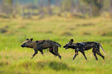 Hunting painted dog on African safari. Wildlife scene from nature. African wild dog, walking in the green grass, Okacango deta, Botswana, Africa. Dangerous spotted animal with big ears.
