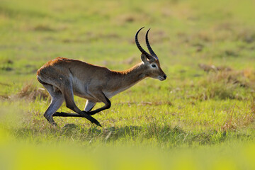 Lechwe, Kobus leche, antelope in the green grass wetlands with water. Lechve running in the river water, Okavango delta, Botswanav in Africa. Wildlife scene from nature.