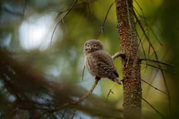 Pygmy Owl, sitting on tree spruce branch with clear dark forest background. Eurasian tinny bird in the habitat. Beautiful bird in evening sunset. Wildlife scene from wild nature.