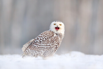 White owl in flight. Snowy owl, Nyctea scandiaca, rare bird flying above the meadow. Winter action scene with open wings, Finland. Larch winter forest in the background.
