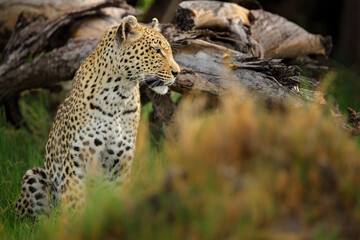 Leopard, Panthera pardus shortidgei, Okavango delta, Botswana in Africa. Wild cat hidden portrait in the nice forest tree trunk. African big wild cat in the nature habitat. Wildlife scene from nature.