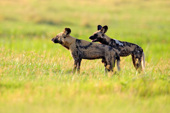 Hunting painted dog on African safari. Wildlife scene from nature. African wild dog, walking in the green grass, Okacango deta, Botswana, Africa. Dangerous spotted animal with big ears.