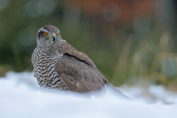 Bird of prey Goshawk in snowy meadow, blurred snowy forest in background. Wildlife scene from German nature.