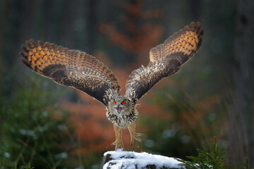 Autumn owl fly.  Eurasian Eagle Owl, Bubo bubo, with open wings in flight, forest habitat in background, orange autumn trees. Wildlife scene from nature forest, Czech.