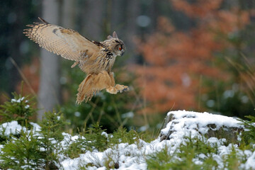 Autumn owl fly.  Eurasian Eagle Owl, Bubo bubo, with open wings in flight, forest habitat in background, orange autumn trees. Wildlife scene from nature forest, Czech.
