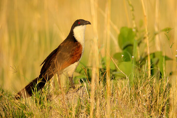 Coppery-tailed coucal, Centropus cupreicaudus, species of cuckoo in the family Cuculidae, sitting in the grass in wild nature. Big bird coucal in the habitat, Okavango delta, Botswana in Africa.