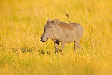 Common warthog, brown wild pig with tusk. Close-up detail of animal in nature habitat. Wildlife nature on African Safari, Kruger National Park, South Africa.