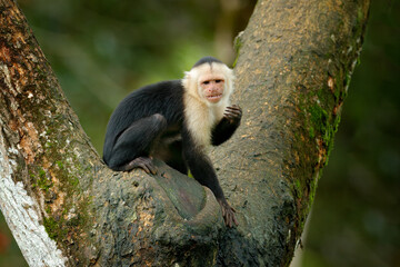 White-headed Capuchin, black monkey sitting and shake one's fist on tree branch in the dark tropical forest. Wildlife of Costa Rica. Travel holiday in Central America. Open muzzle with tooth.