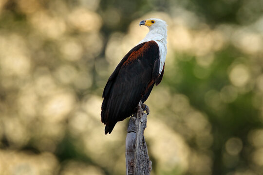 African Fish-eagle, Haliaeetus vocifer, brown bird with white head. Eagle sitting on the top of the tree. Wildlife scene from African nature, Okavango delta, Botswana, Africa.