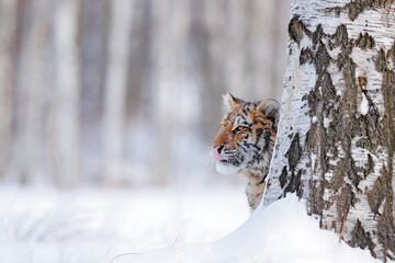 Wildlife Russia. Tiger, cold winter in taiga, Russia. Snow flakes with wild Amur cat.  Tiger snow run in wild winter nature. Siberian tiger, action wildlife scene with dangerous animal.