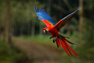 Macaw parrot flying in dark green vegetation with beautiful back light and rain. Scarlet Macaw, Ara...