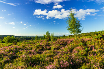 Obraz premium August heather on the heath of Ashdown forest Stone hill, east Sussex south east England