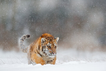 Wildlife Russia. Tiger, cold winter in taiga, Russia. Snow flakes with wild Amur cat.  Tiger snow run in wild winter nature. Siberian tiger, action wildlife scene with dangerous animal.