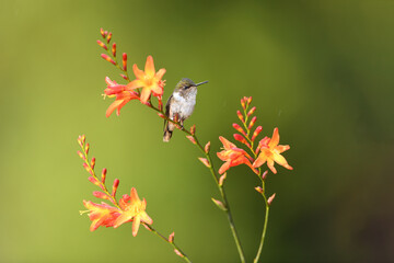 Scintillant hummingbird is perching on orange flower