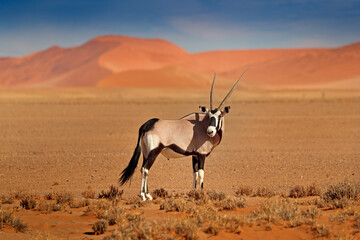 Gemsbok with orange sand dune evening sunset. Gemsbuck, Oryx gazella, large antelope in nature...