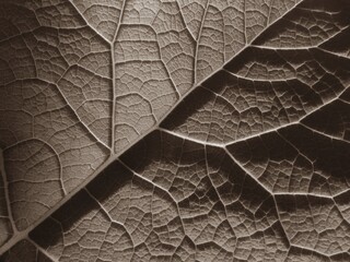 Beautiful leaf surface. Close-up. The texture of the leaf is visible. Monochrome.