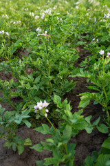Potato organic plant with flowers, homegrown produce