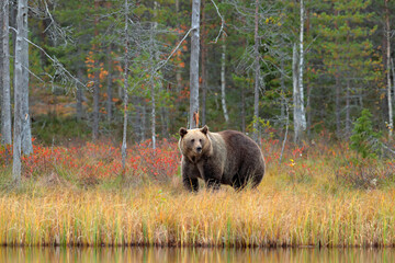 Bear hidden in yellow forest. Autumn trees with bear. Beautiful brown bear walking around lake, fall colours. Big danger animal in habitat. Wildlife scene from nature, Russia.