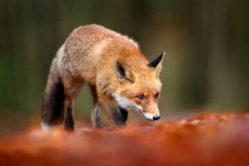 Red fox running on orange autumn leaves. Cute Red Fox, Vulpes vulpes in fall forest. Beautiful animal in the nature habitat. Wildlife scene from the wild nature, Germany Europe. Cute animal in habitat