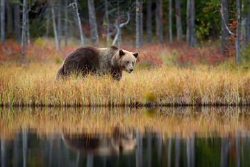 Bear hidden in yellow forest. Autumn trees with bear. Beautiful brown bear walking around lake, fall colours. Big danger animal in habitat. Wildlife scene from nature, Russia.