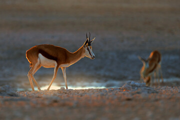 Springbok antelope, Antidorcas marsupialis, in the African dry habitat, Etocha NP, Namibia. Mammal...