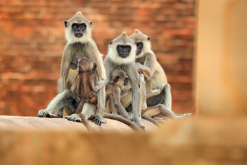 Wildlife of Sri Lanka. Common Langur, Semnopithecus entellus, monkey on the orange brick building, urban wildlife.